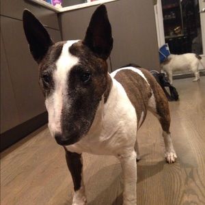 Meet your Posher, Janice